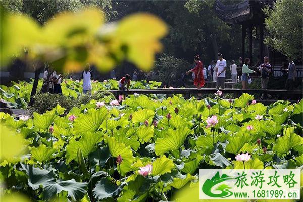 2022拙政园荷花节6月28日开启 附活动攻略 2022拙政园荷花节6月28日开启 附活动攻略