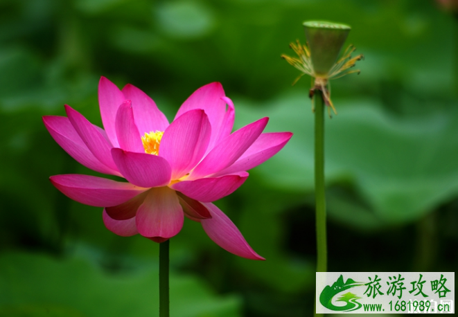 2022广州莲花山汉服免门票活动时间+地点+门票优惠