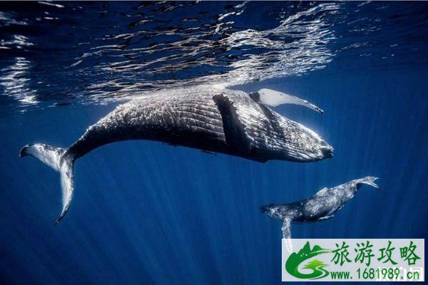 冰岛最佳观鲸地推荐 冰岛观鲸什么时间好 冰岛最佳观鲸地推荐 冰岛观鲸什么时间好