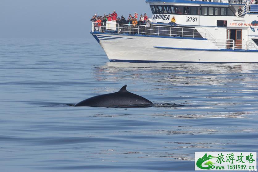 冰岛最佳观鲸地推荐 冰岛观鲸什么时间好 冰岛最佳观鲸地推荐 冰岛观鲸什么时间好