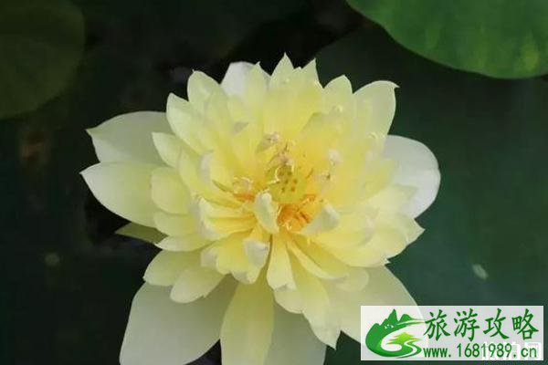 贵港覃塘区2022年荷花节时间+活动介绍+活动亮点