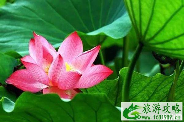 北京有荷花的公园有哪些 北京有荷花的公园有哪些