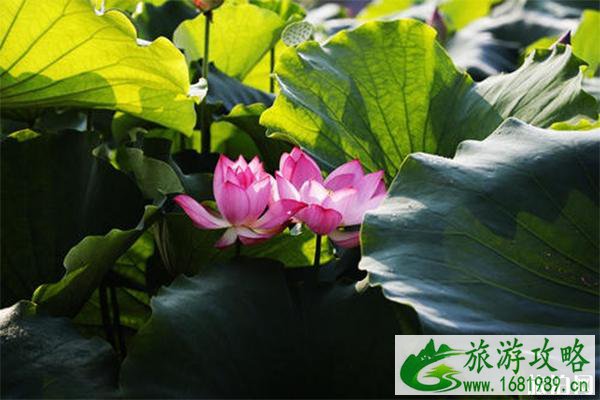 2022上杭才溪荷花文化旅游节6月29日开启