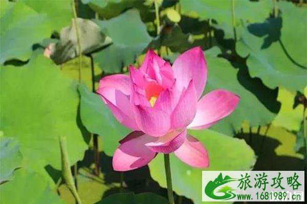 2022上杭才溪荷花文化旅游节6月29日开启