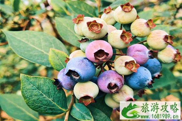 上虞蓝莓采摘基地推荐 附电话号码