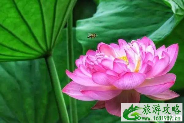 2022年夏季后官湖湿地公园全攻略