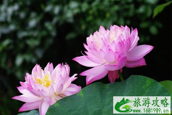 南京荷花几月开 2022南京荷花观赏地点推荐+票价+交通+最佳观赏时间 南京荷花几月开 2022南京荷花观赏地点推荐+票价+交通+最佳观赏时间