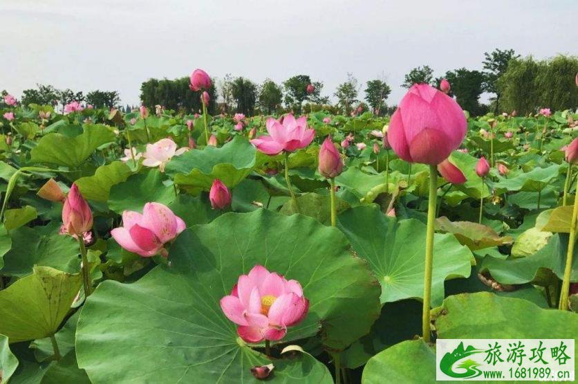 南京荷花几月开 2022南京荷花观赏地点推荐+票价+交通+最佳观赏时间 南京荷花几月开 2022南京荷花观赏地点推荐+票价+交通+最佳观赏时间
