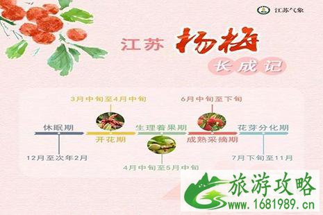 江苏杨梅采摘园推荐 附最佳采摘时间 江苏杨梅采摘园推荐 附最佳采摘时间