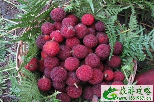 2022无锡马山杨梅采摘节6月12日开启 附采摘攻略