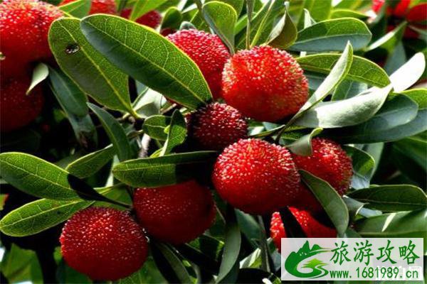 2022常熟虞山宝岩杨梅节 附活动信息