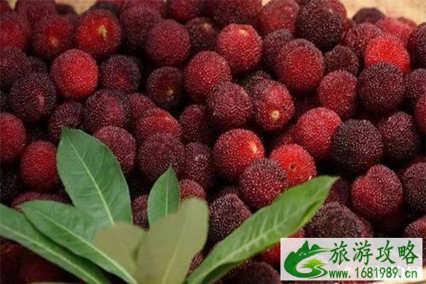 2022常熟虞山宝岩杨梅节 附活动信息