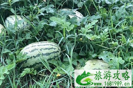 2022白石西瓜节6月15日开启 附活动信息 2022白石西瓜节6月15日开启 附活动信息