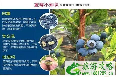 2022保康佰蒂蓝莓节6月15日开启 附采摘费用 2022保康佰蒂蓝莓节6月15日开启 附采摘费用
