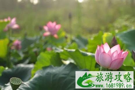 2022肥西荷花节在什么地方+时间+活动介绍