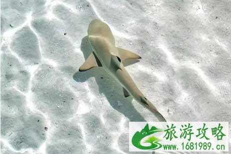 潜水哪里最好