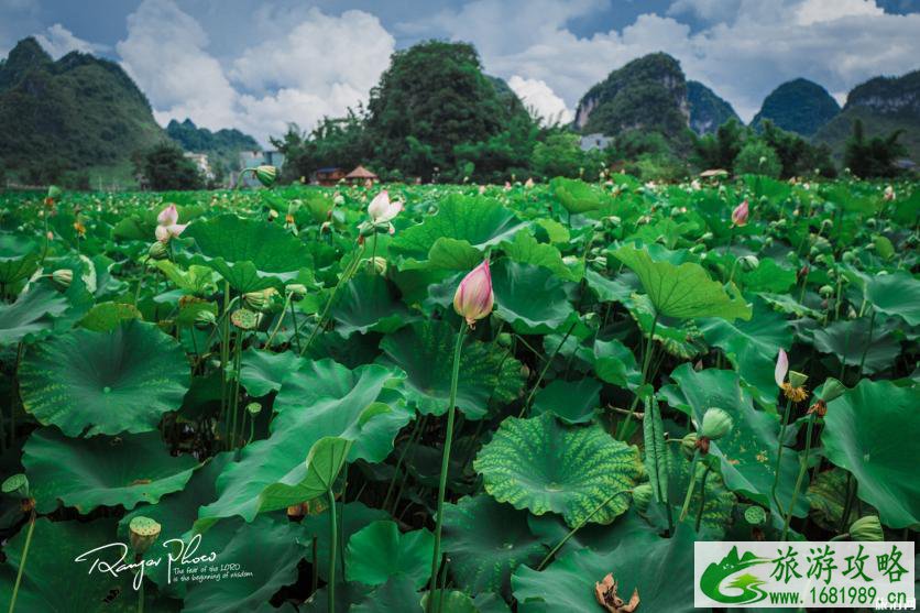 普者黑最佳旅游季节 普者黑最佳旅游季节