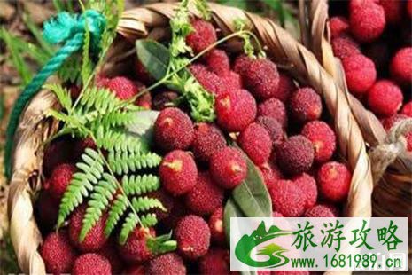 慈溪杨梅采摘采摘基地