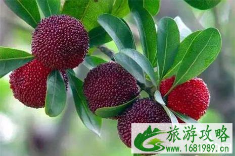 慈溪杨梅采摘采摘基地