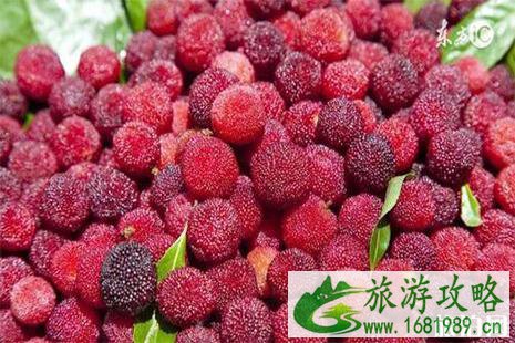 慈溪杨梅采摘采摘基地