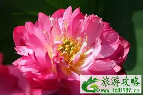 2022贵港荷花展 最佳观赏点+活动信息 2022贵港荷花展 最佳观赏点+活动信息