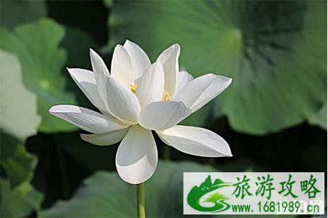 惠州赏荷花地方在哪里