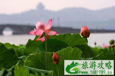 韶关赏荷花的地方盘点