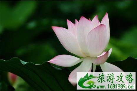韶关赏荷花的地方盘点
