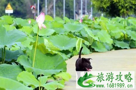 百朋荷花什么时候开 附赏花攻略