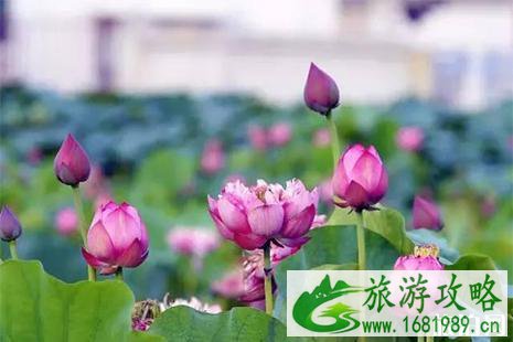 百朋荷花什么时候开 附赏花攻略