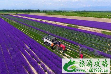 伊犁薰衣草在哪里看 伊犁薰衣草在哪里看