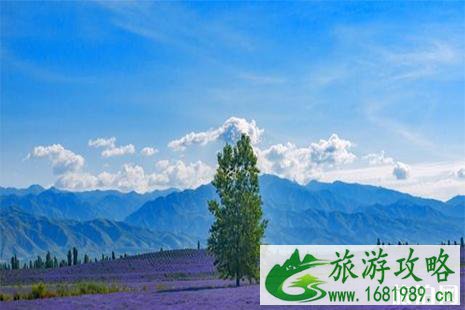 伊犁薰衣草在哪里看 伊犁薰衣草在哪里看
