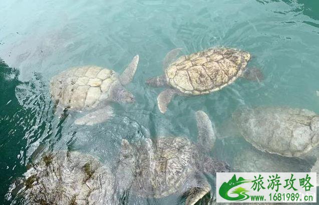 加勒比海邮轮旅游攻略 加勒比海邮轮旅游攻略