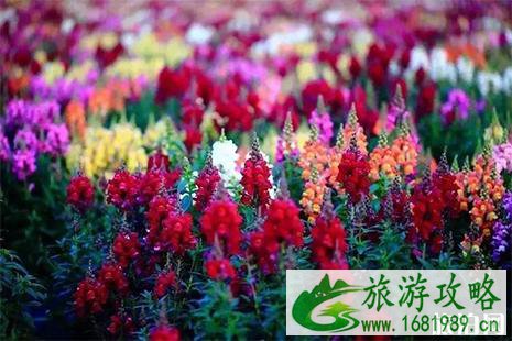 妈妈农庄的薰衣草在哪里 附门票信息