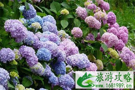 2022共青森林公园八仙花展信息