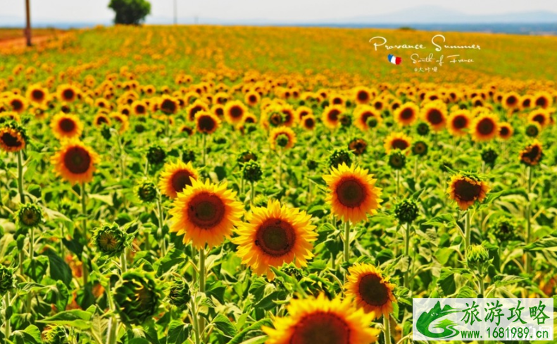 2022普罗旺斯薰衣草花期是几月份 2022普罗旺斯薰衣草花期是几月份