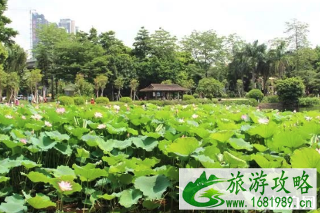 2022广州荷花观赏地点推荐+花期 2022广州荷花观赏地点推荐+花期