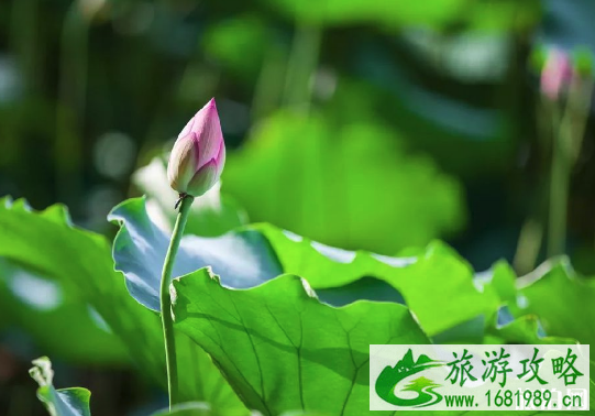 2022广州荷花观赏地点推荐+花期 2022广州荷花观赏地点推荐+花期