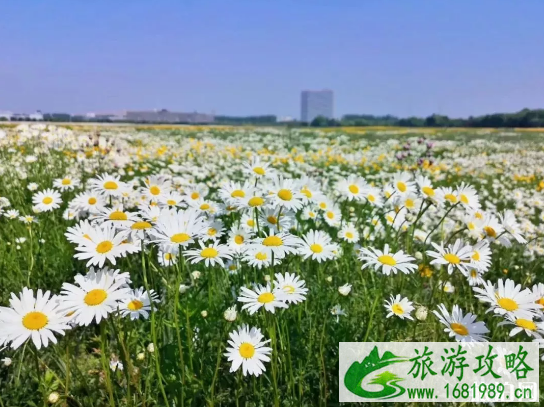 2022无锡赏花地点汇总(花期+地址) 2022无锡赏花地点汇总(花期+地址)