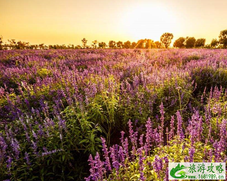 北京薰衣草几月份开花 2022北京薰衣草门票+地址交通