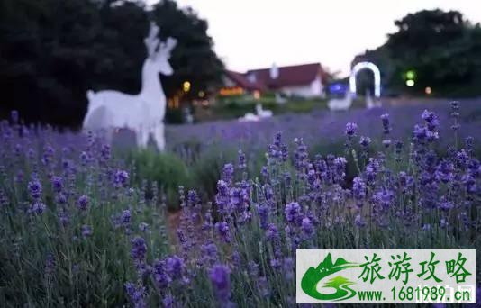 北京薰衣草几月份开花 2022北京薰衣草门票+地址交通