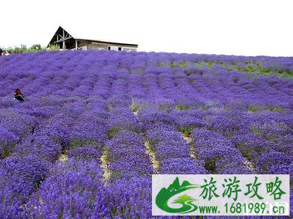 北京薰衣草几月份开花 2022北京薰衣草门票+地址交通