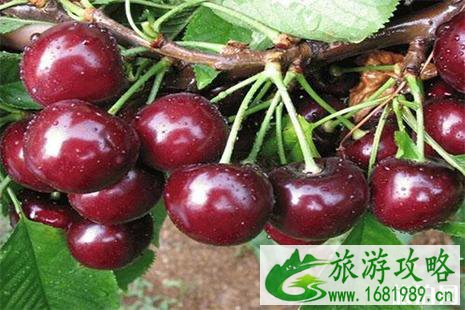 2022海淀区樱桃文化节5月19日至6月19日 附采摘地信息