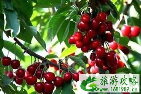 2022海淀区樱桃文化节5月19日至6月19日 附采摘地信息