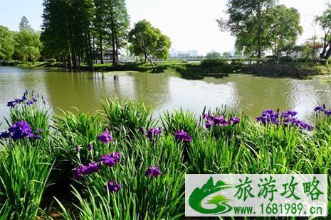 2022鼋头渚花菖蒲节 附赏花攻略