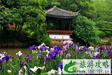 2022鼋头渚花菖蒲节 附赏花攻略