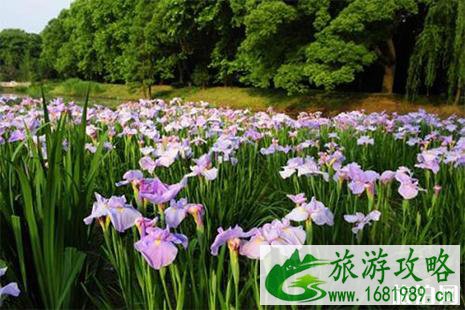 2022鼋头渚花菖蒲节 附赏花攻略