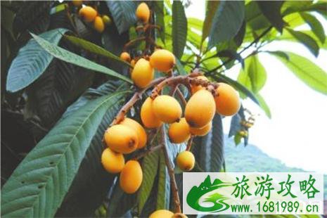 金堂枇杷采摘地有哪些