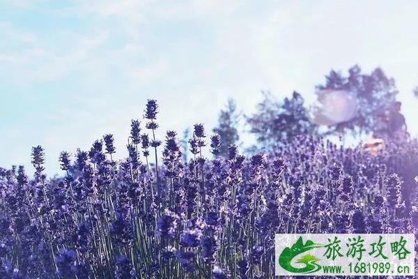 日本北海道富良野的花田最佳时间及游玩攻略