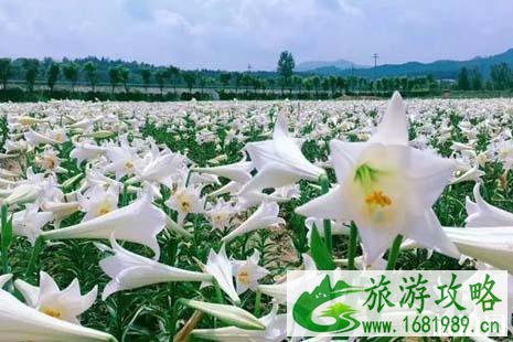 2022年夏季贵溪赏花地点推荐